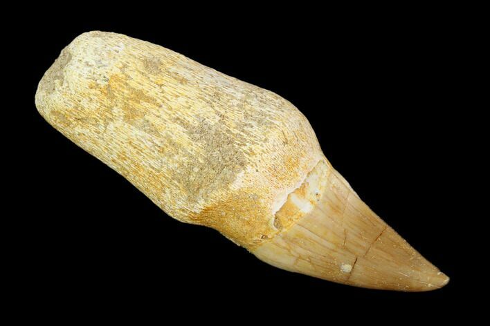 Fossil Rooted Mosasaur (Eremiasaurus) Tooth - Morocco #117008